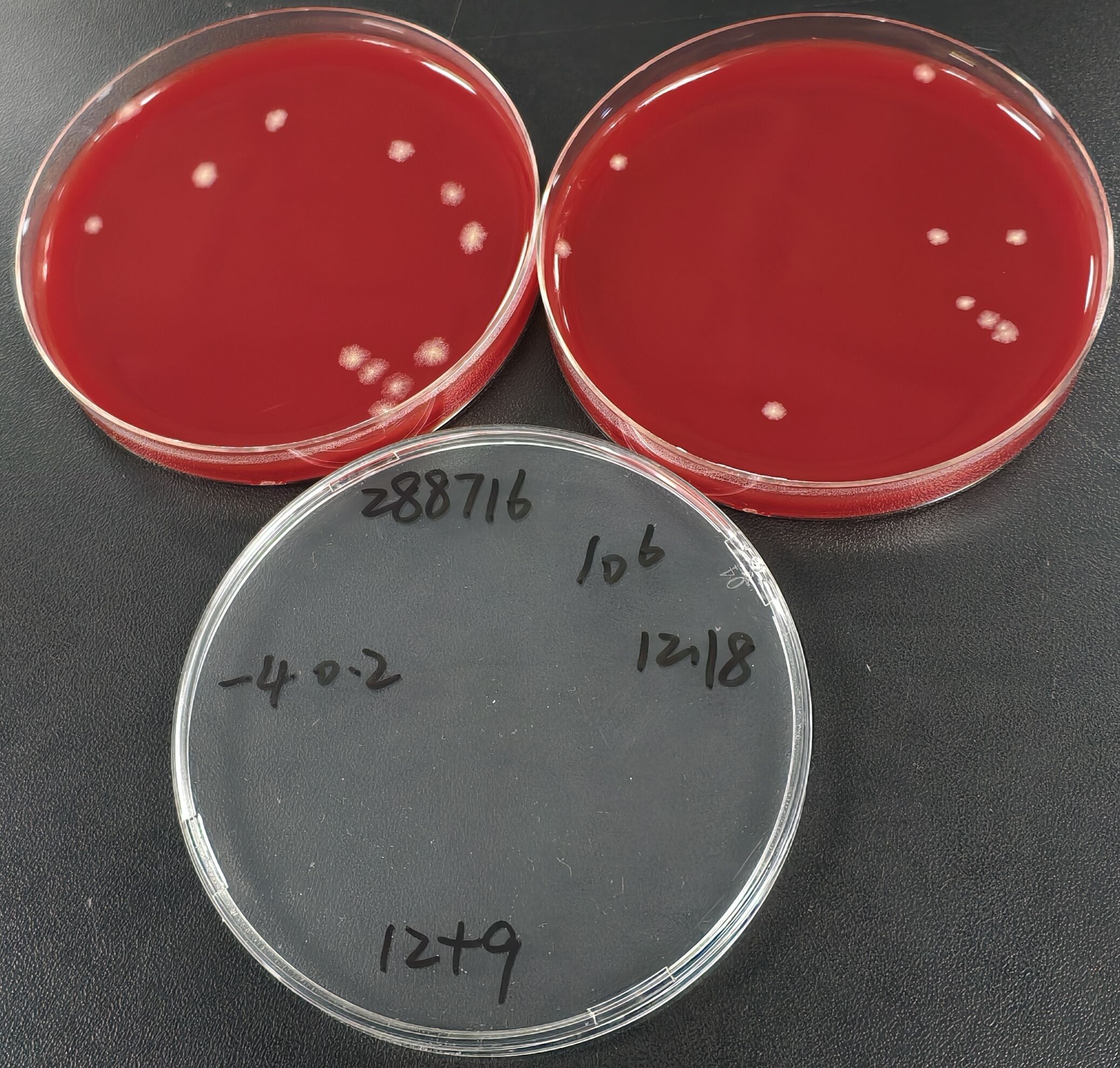 Clostridium sporogenes Quantitative Strain-BNCC