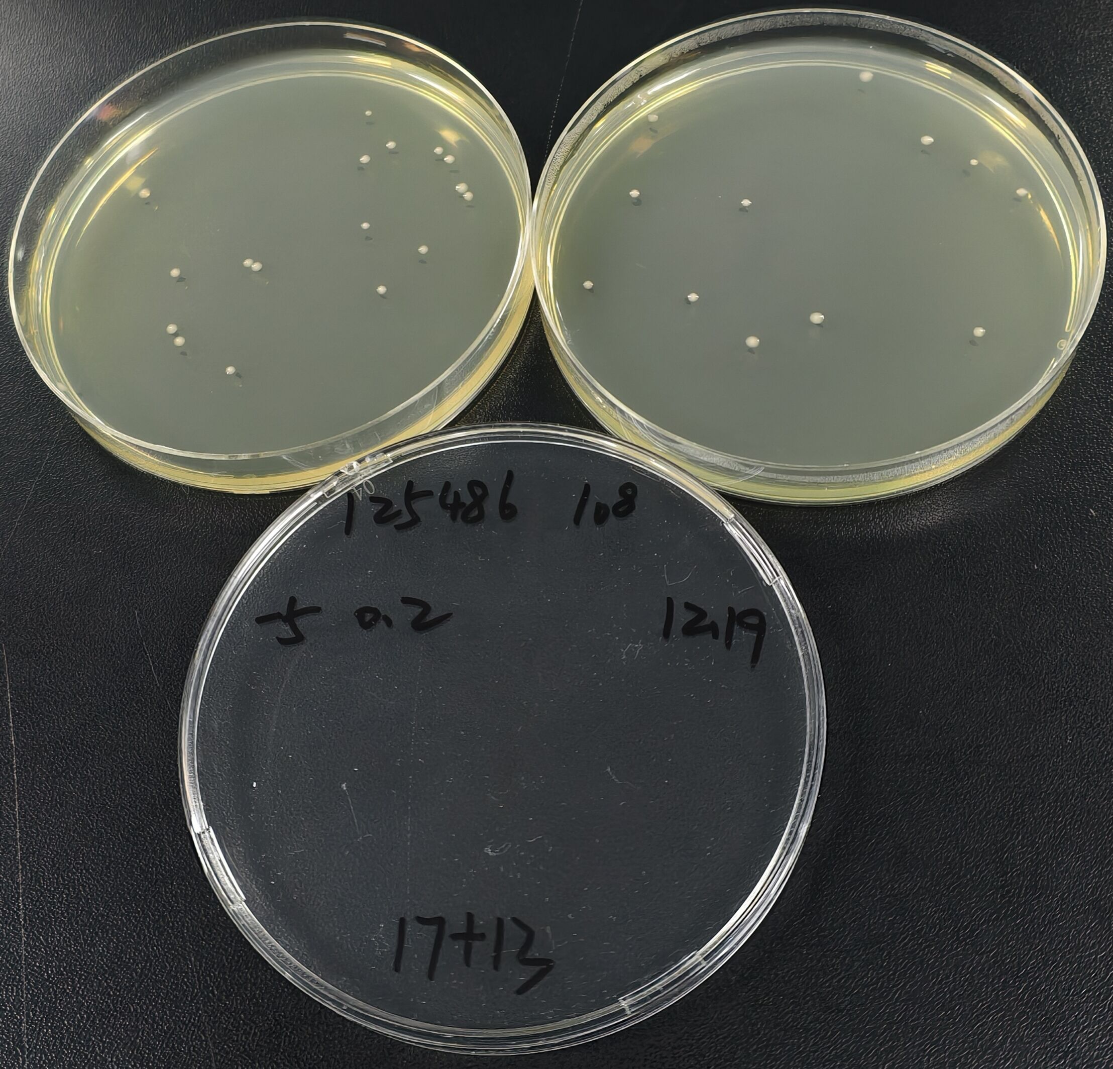 Quantitative Pseudomonas aeruginosa Strain-BNCC