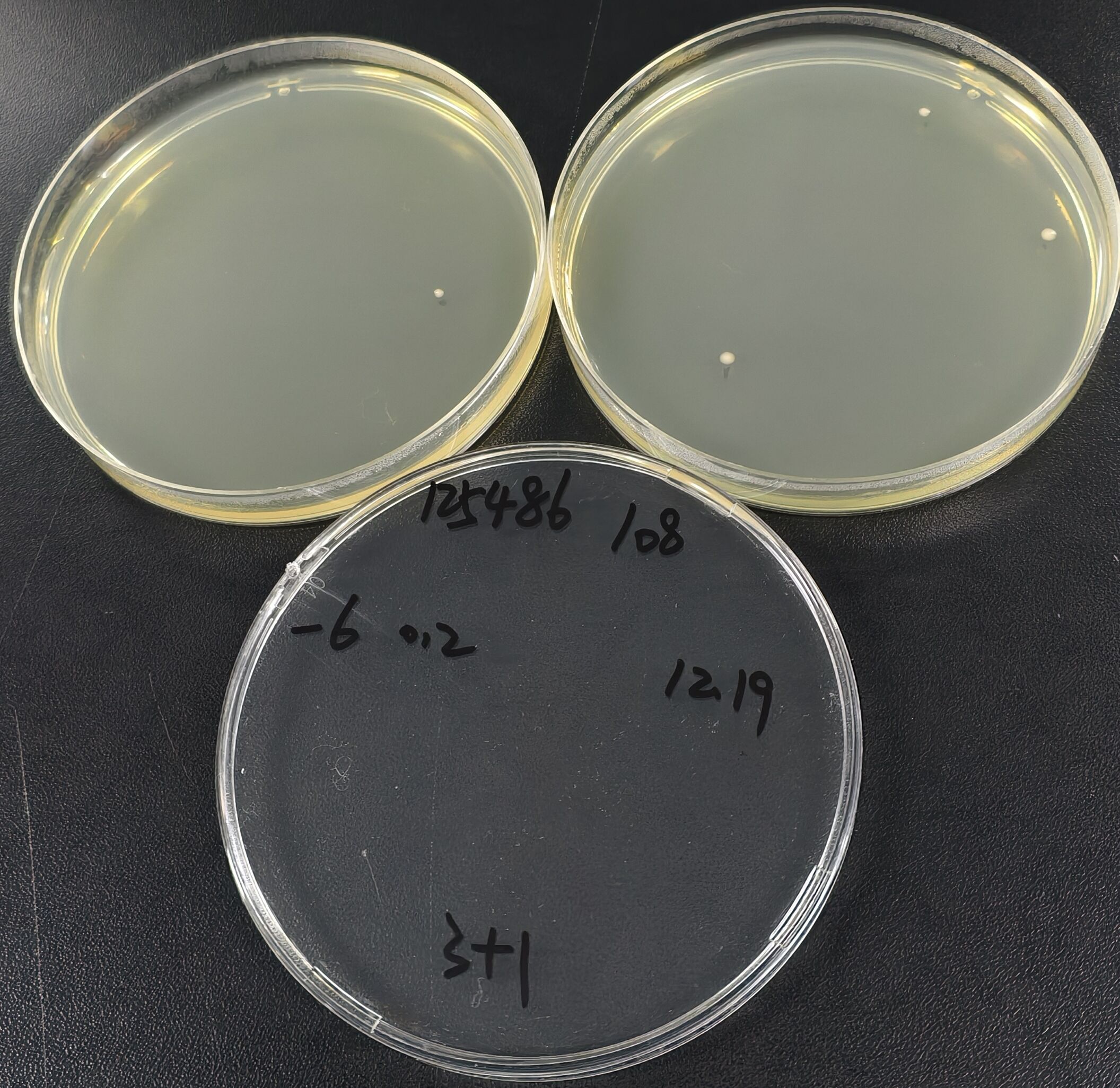 Quantitative Pseudomonas aeruginosa Strain-BNCC