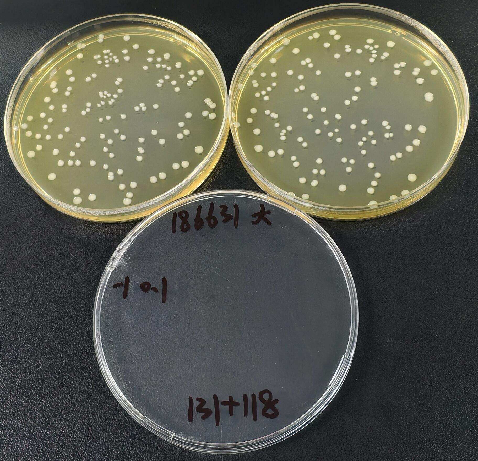Listeria monocytogenes Quantitative Strain-BNCC