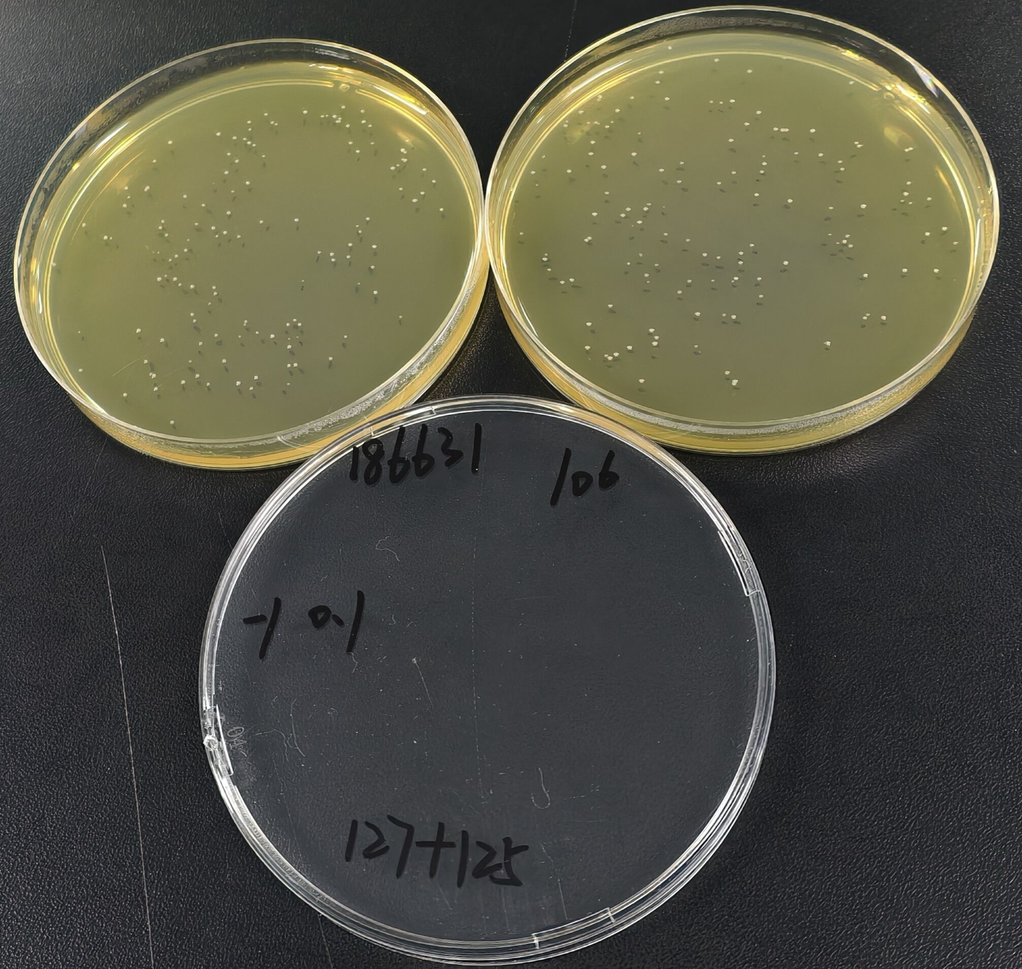 Listeria monocytogenes Quantitative Strain-BNCC