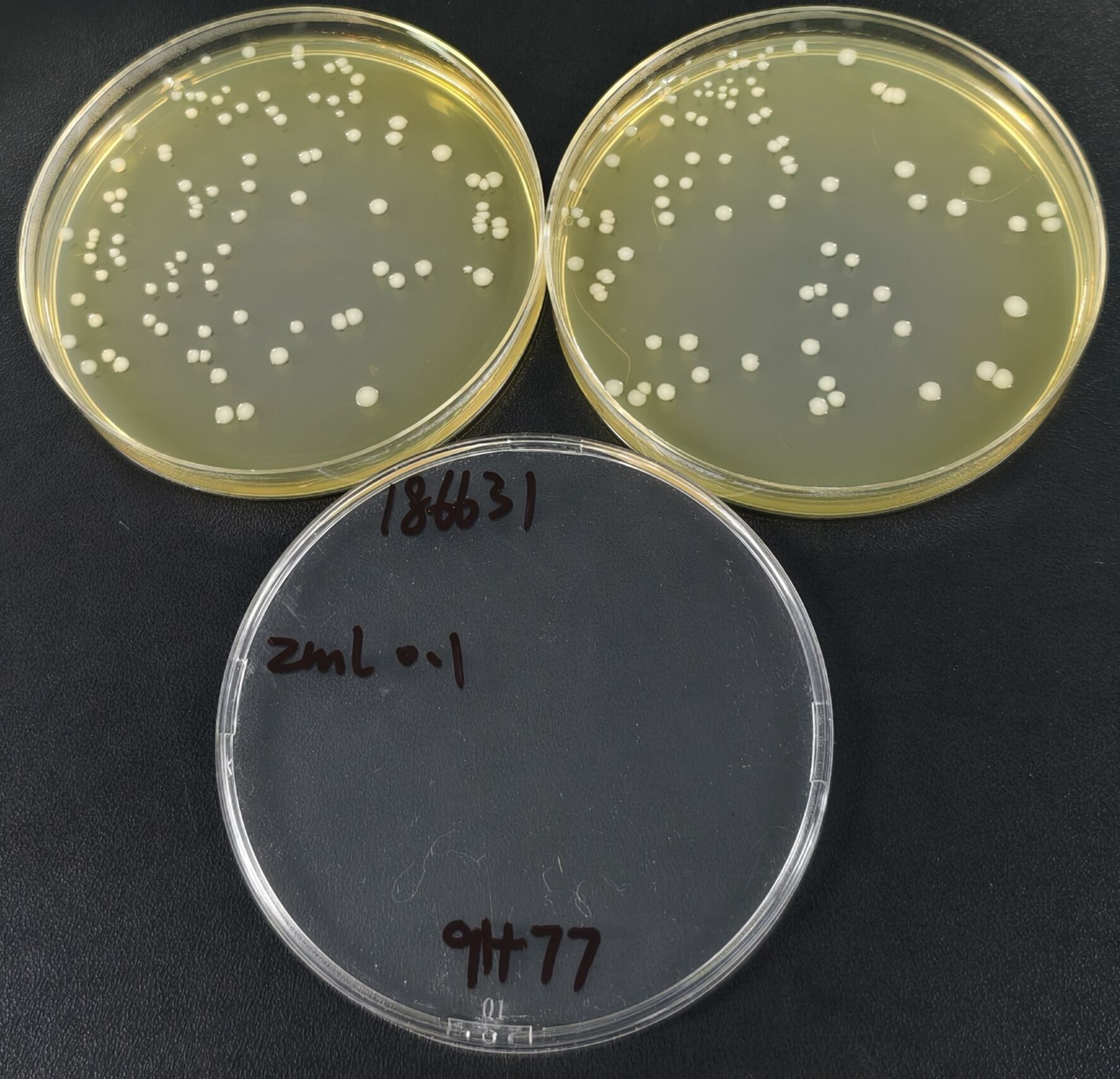 Listeria monocytogenes Quantitative Strain-BNCC