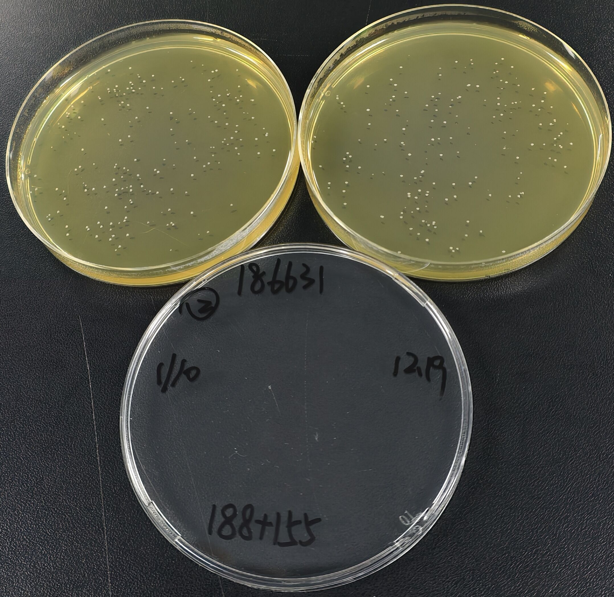 Listeria monocytogenes Quantitative Strain-BNCC