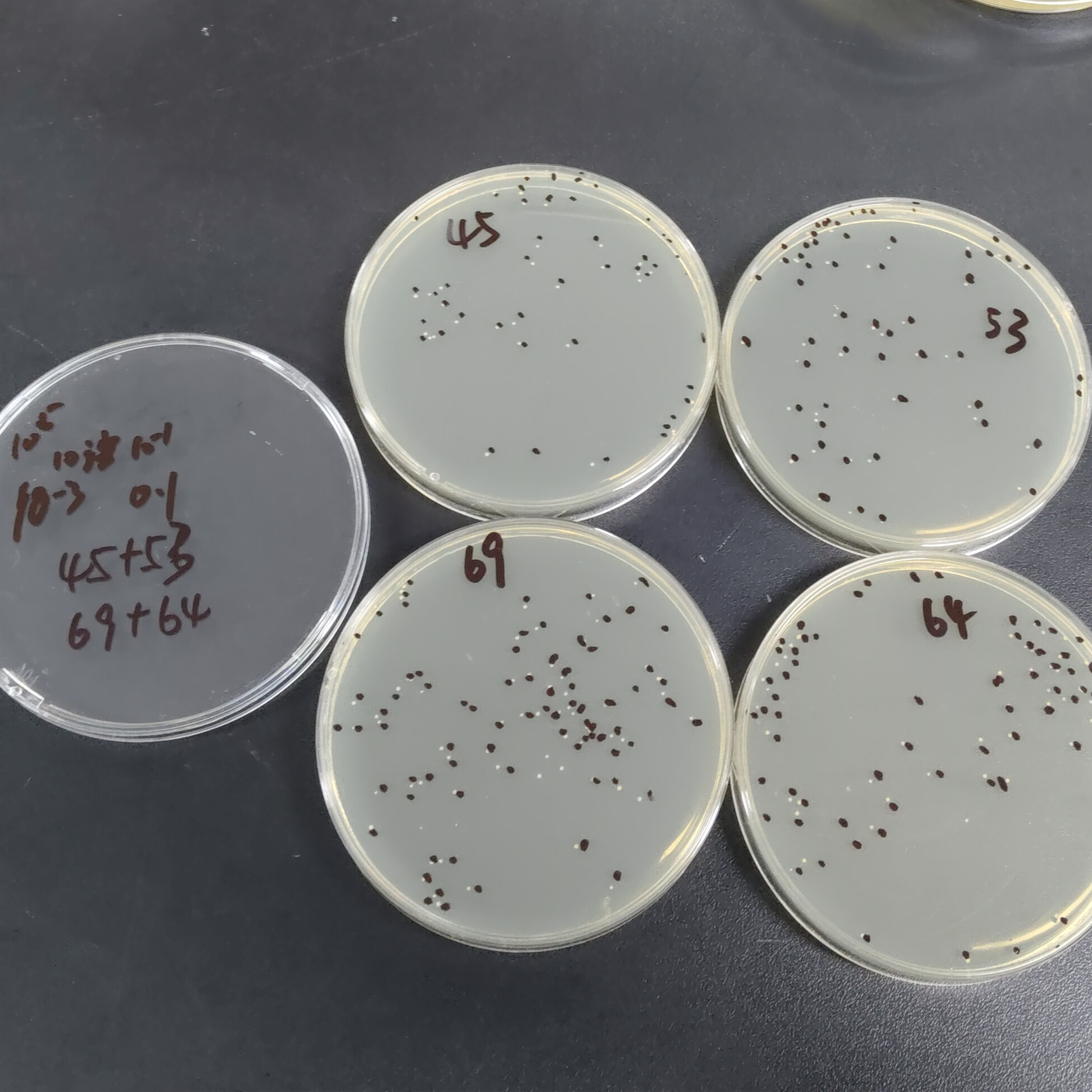 Quantitative strain of Staphylococcus epidermidis-BNCC