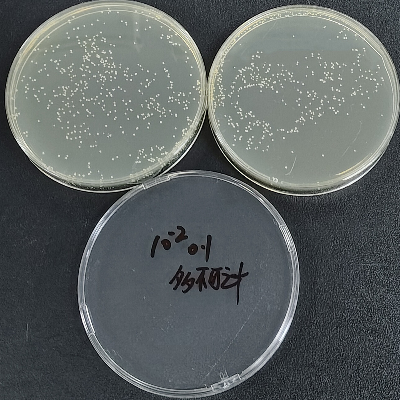 Quantitative strain of Staphylococcus epidermidis-BNCC