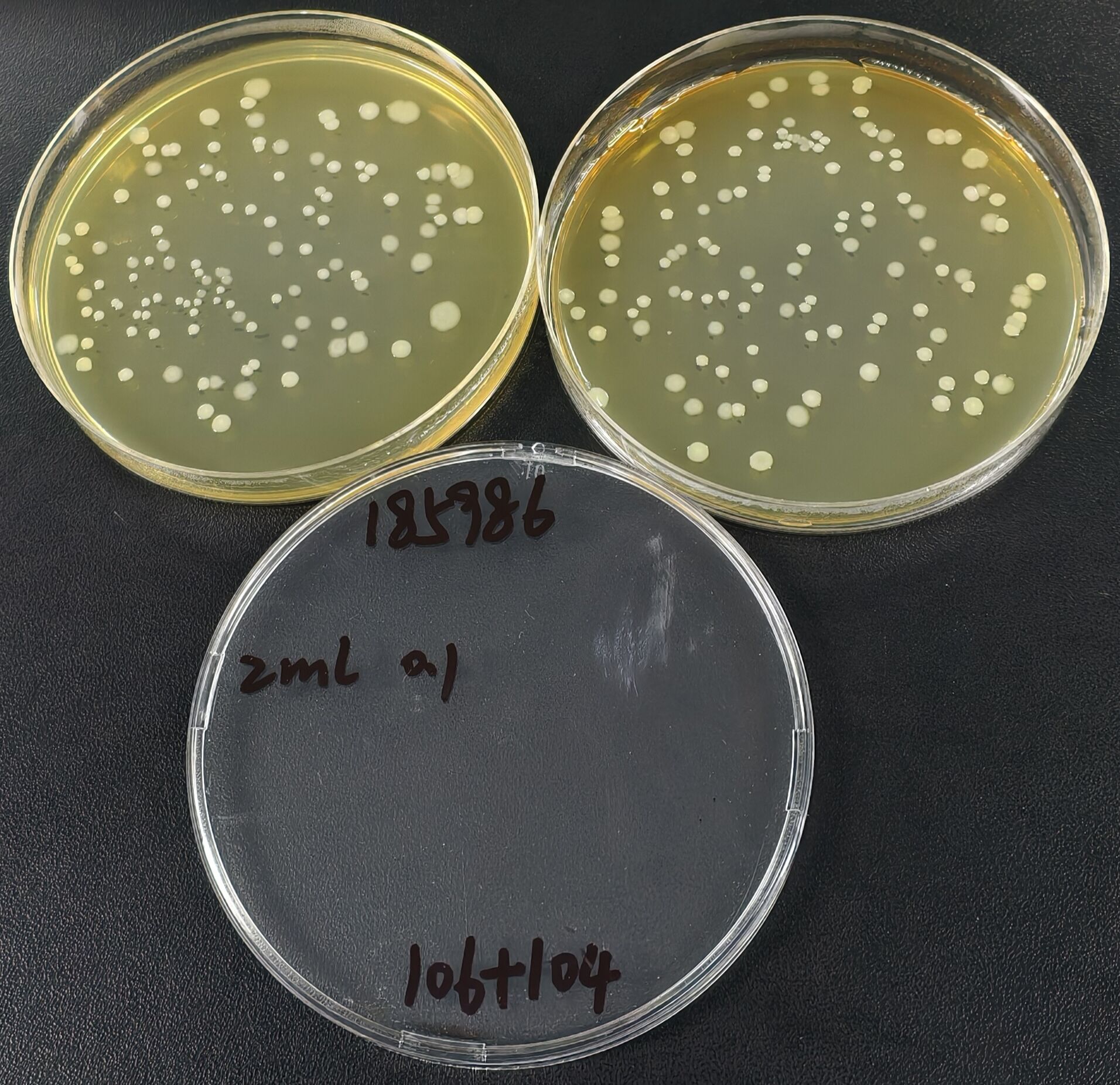 Monocytogenes Listeria Quantified Strain-BNCC