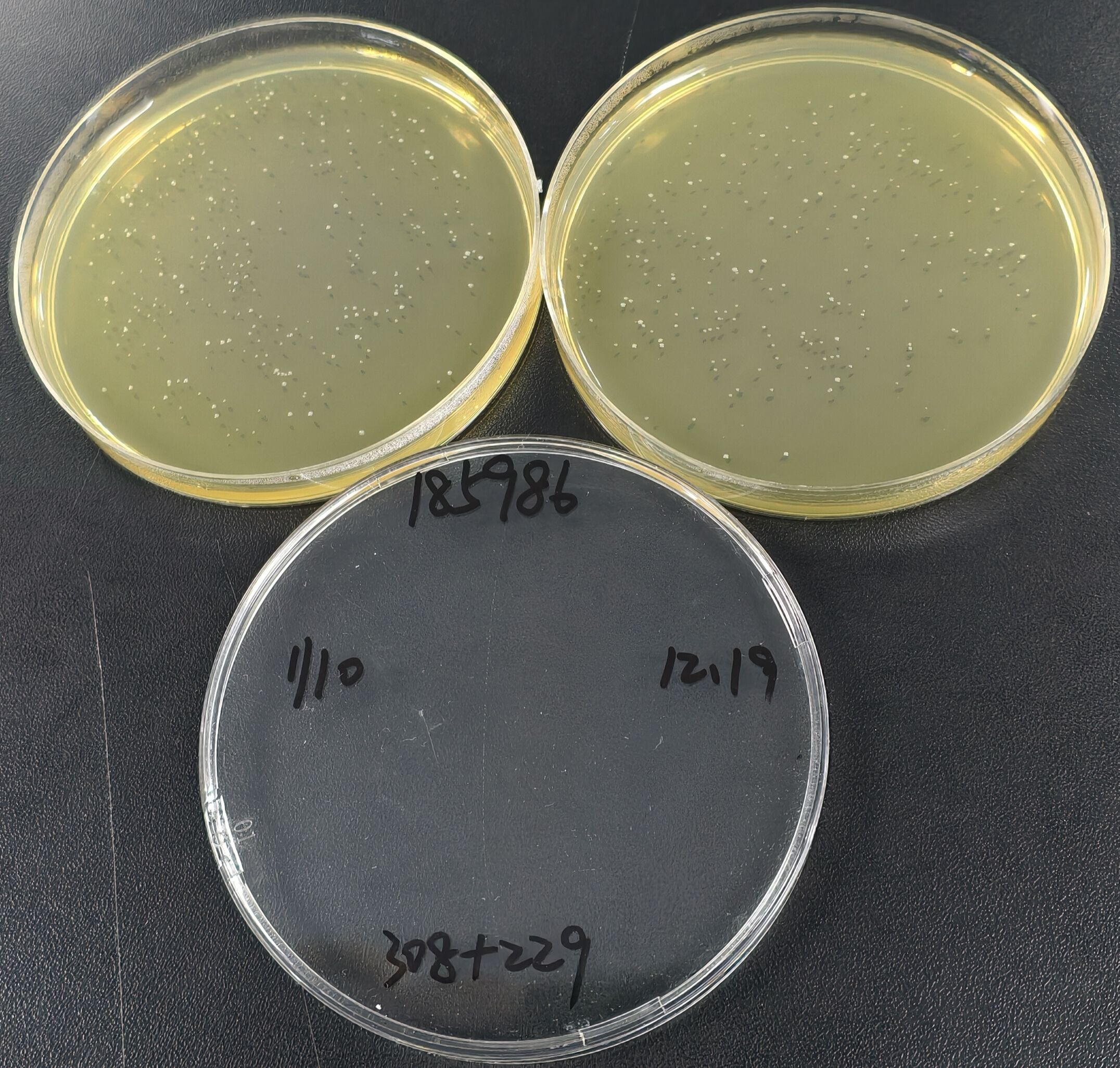 Monocytogenes Listeria Quantified Strain-BNCC