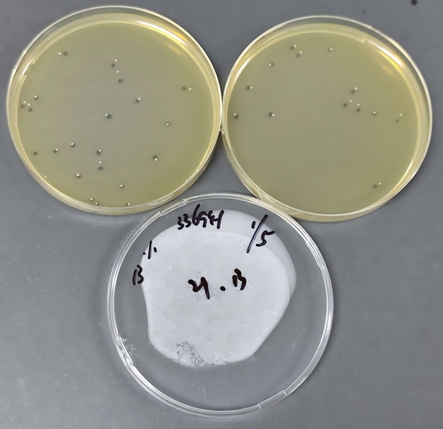 Inoculum Listeria Quantity Strain-BNCC