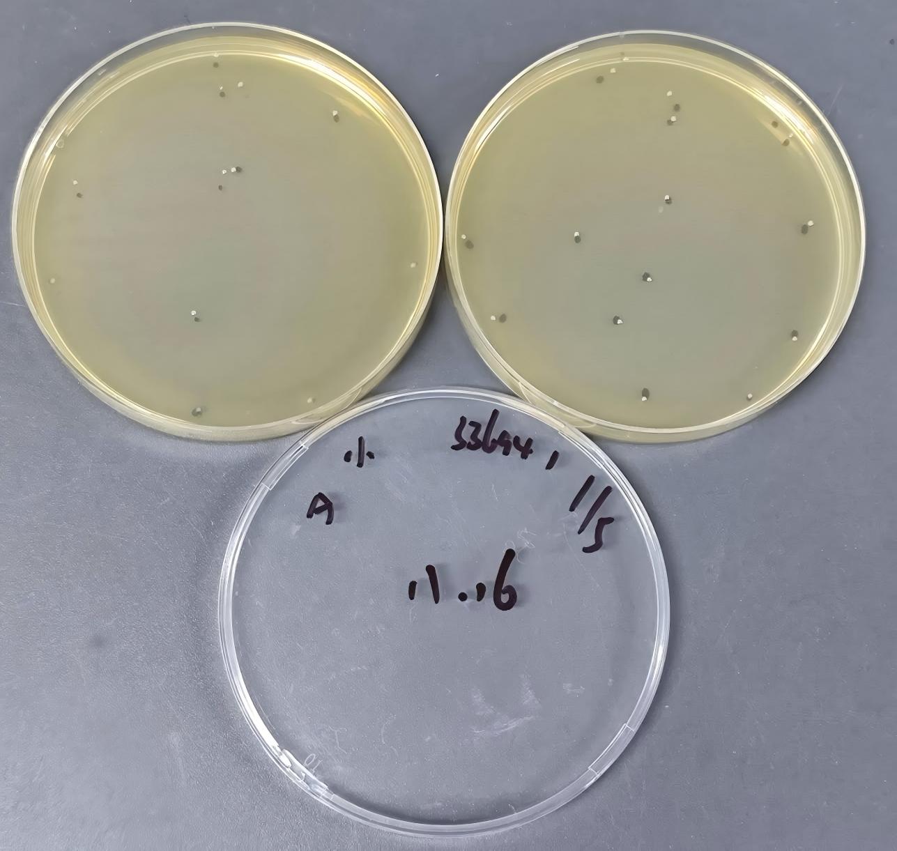 Inoculum Listeria Quantity Strain-BNCC