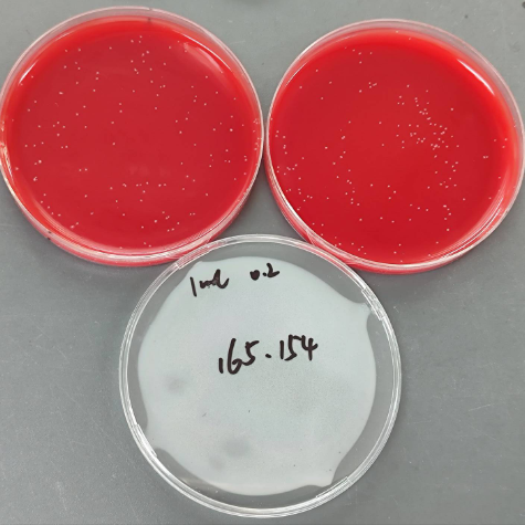 Quantitative strain of Clostridium sporogenes-BNCC