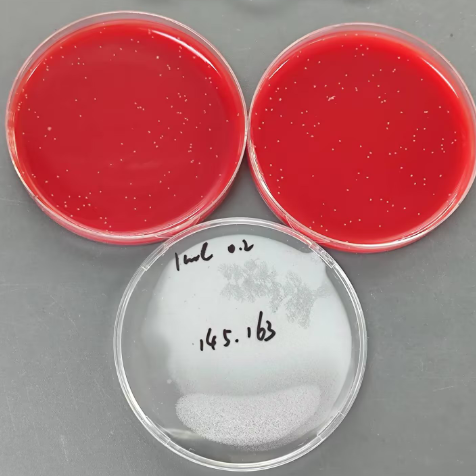 Quantitative strain of Clostridium sporogenes-BNCC