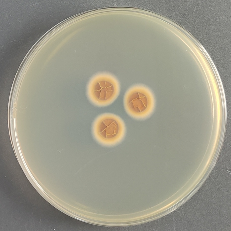 Aspergillus niger-BNCC