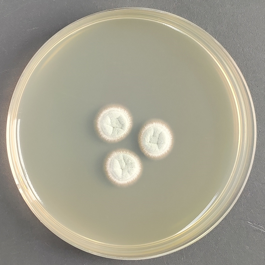 Aspergillus niger-BNCC
