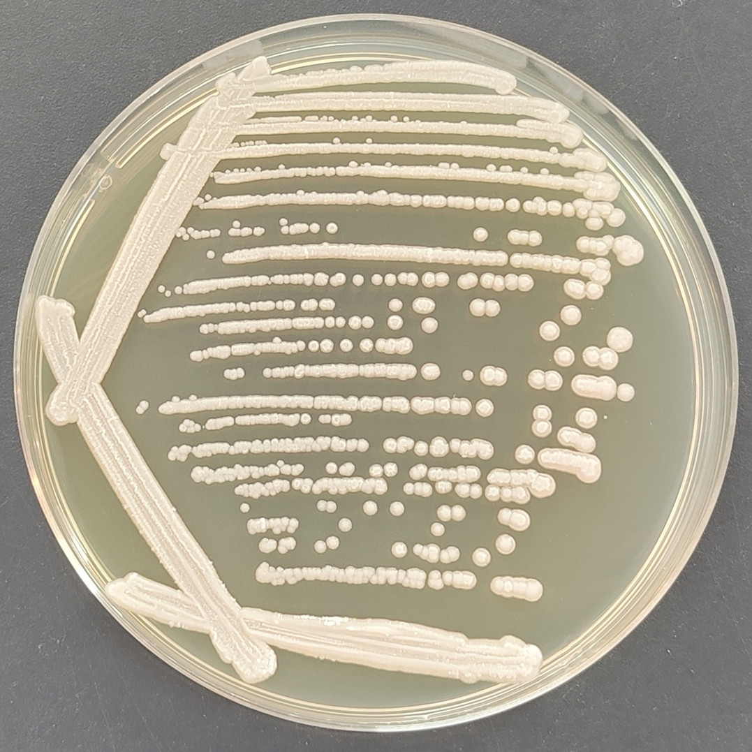Kodama yeast-BNCC