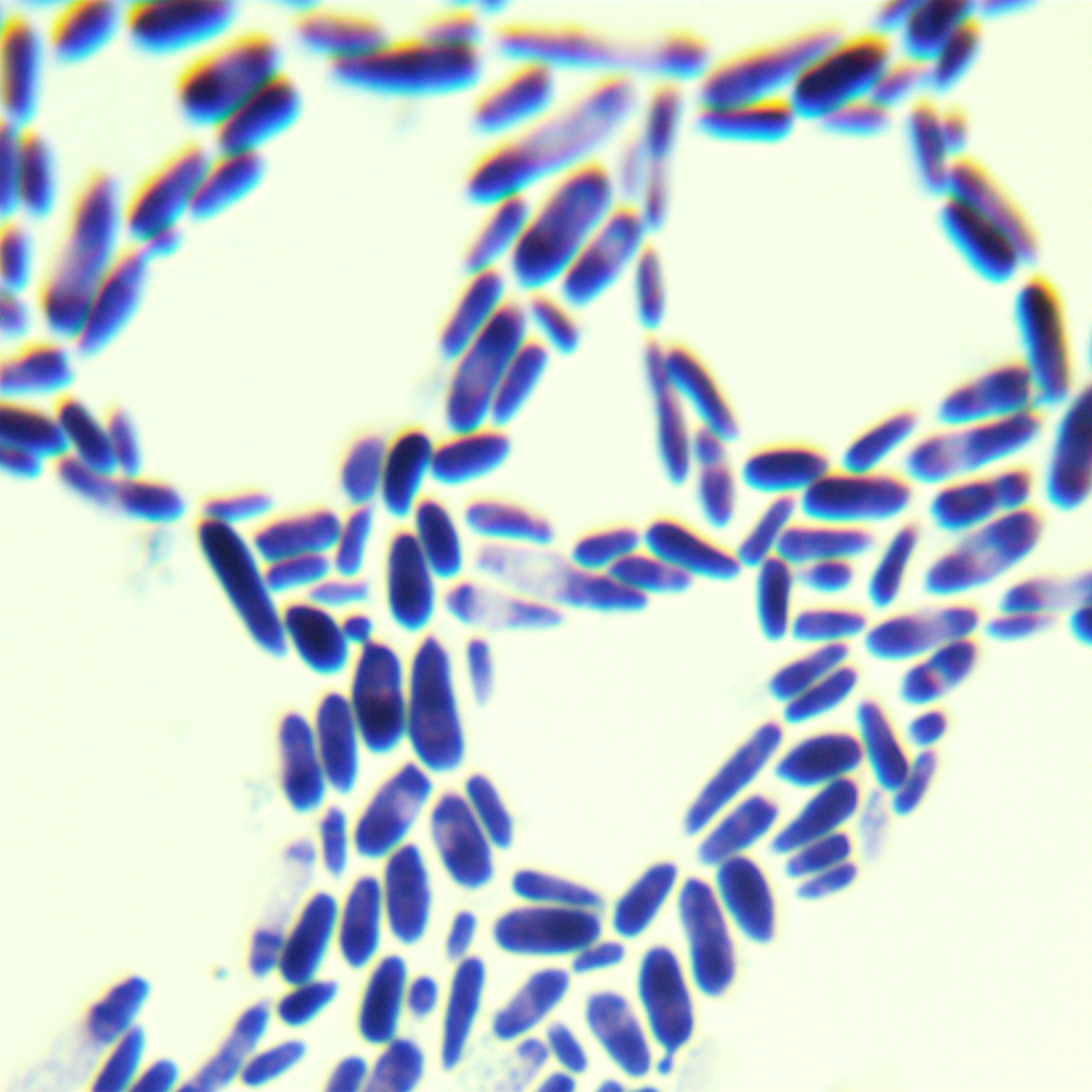 Kodama yeast-BNCC
