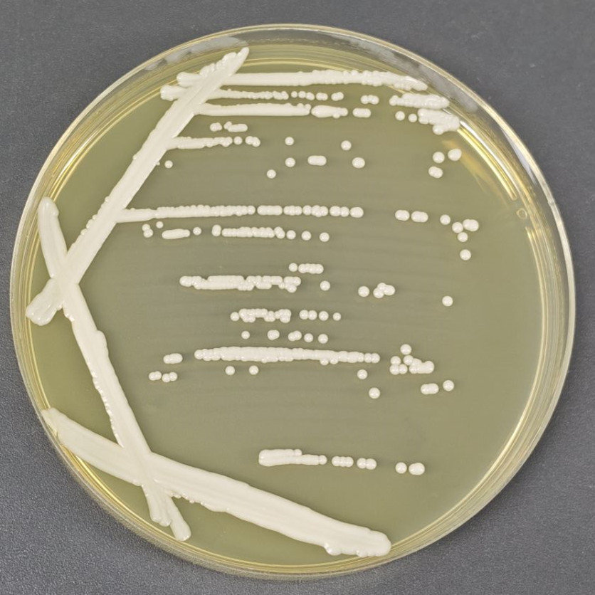 Candida-BNCC