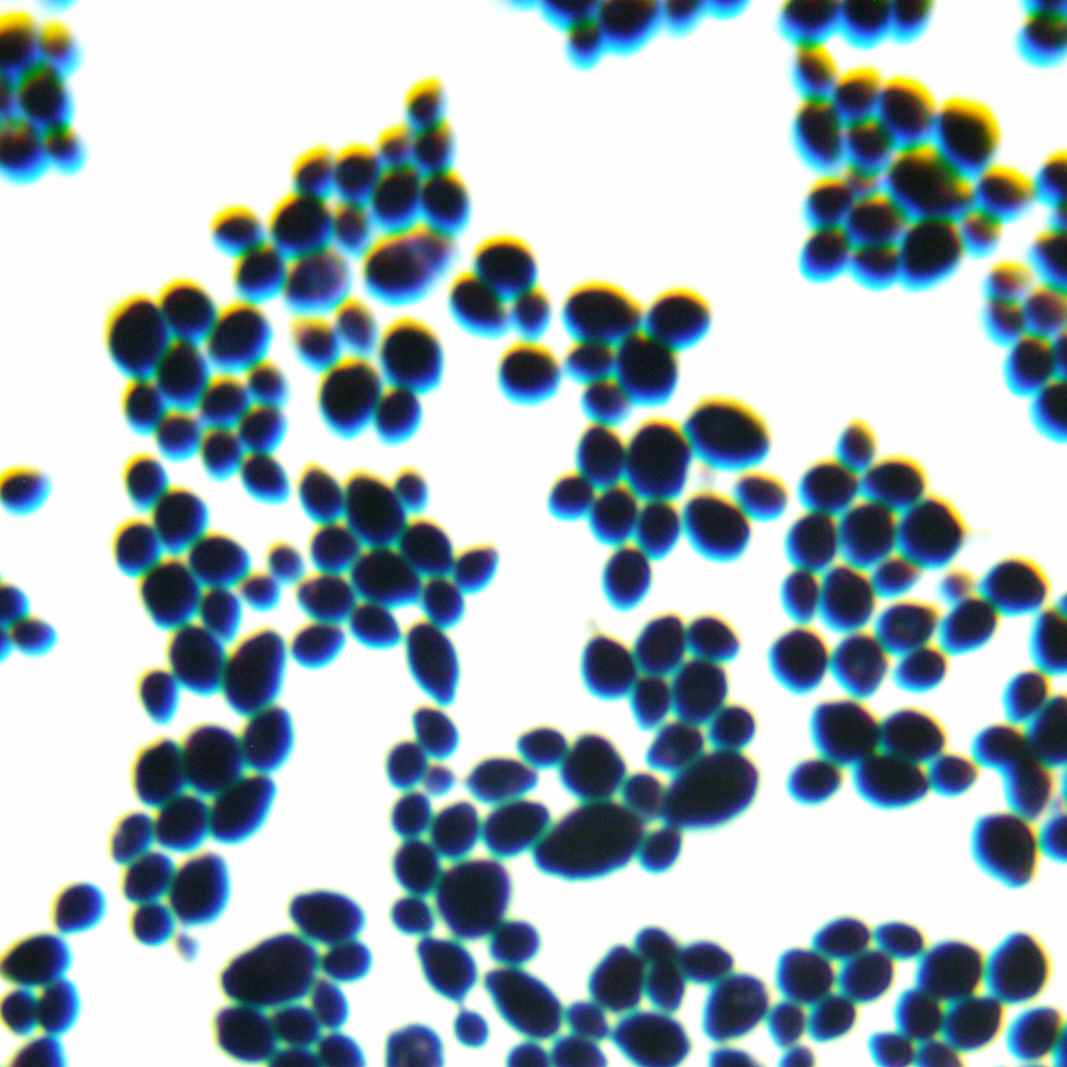 Candida-BNCC