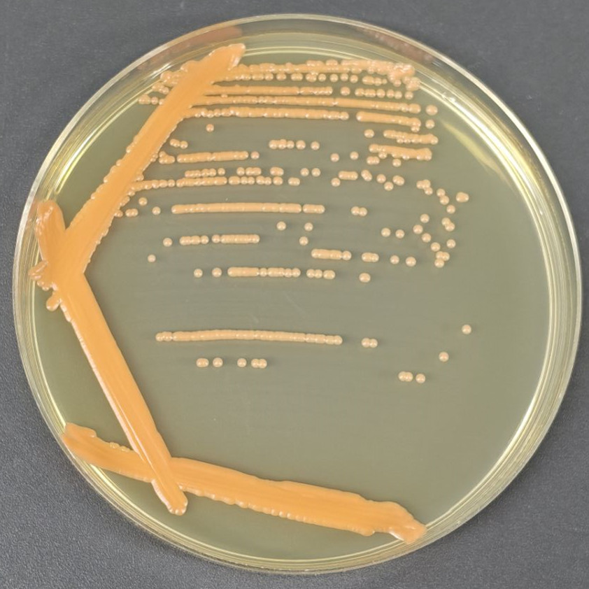 Red yeast-BNCC