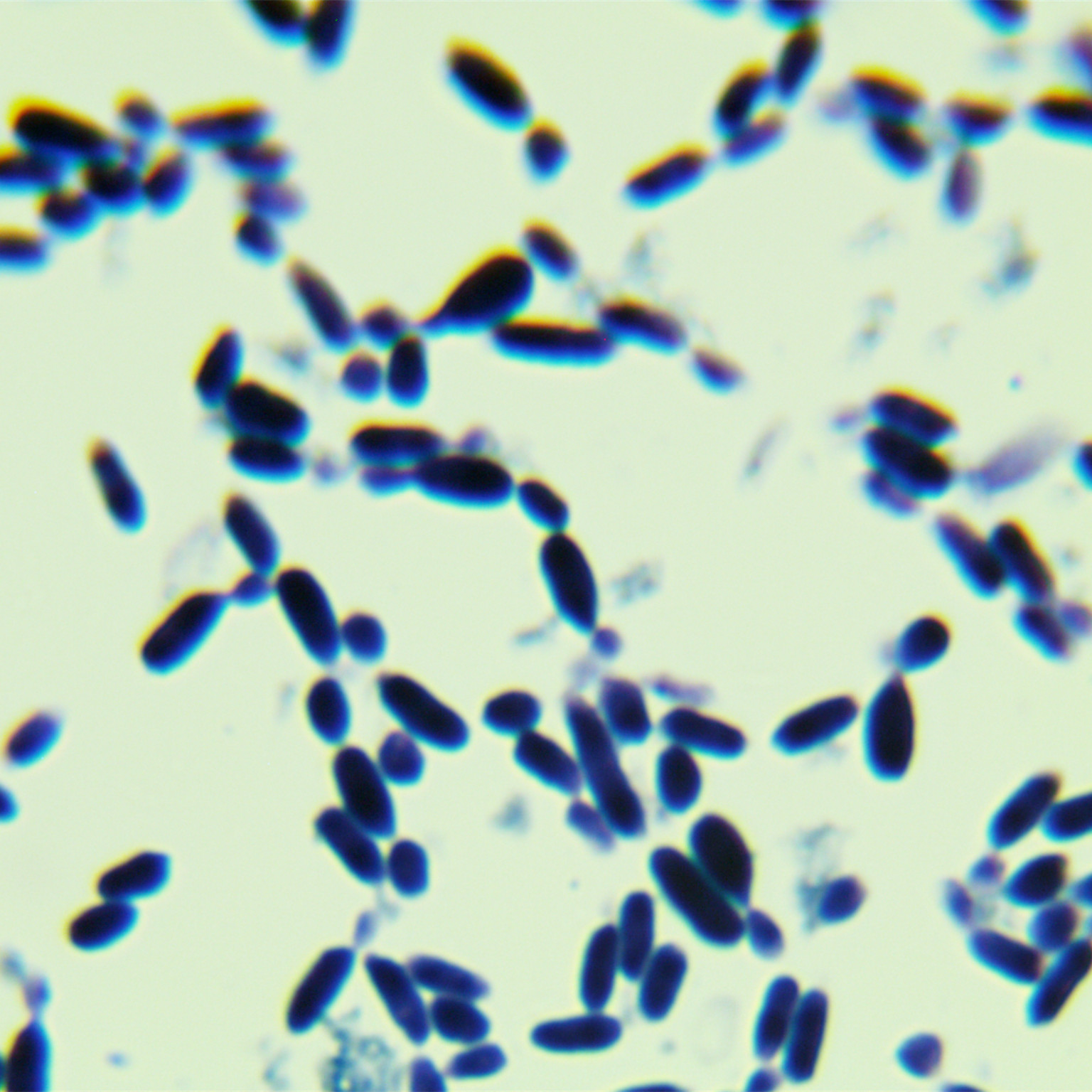 Red yeast-BNCC