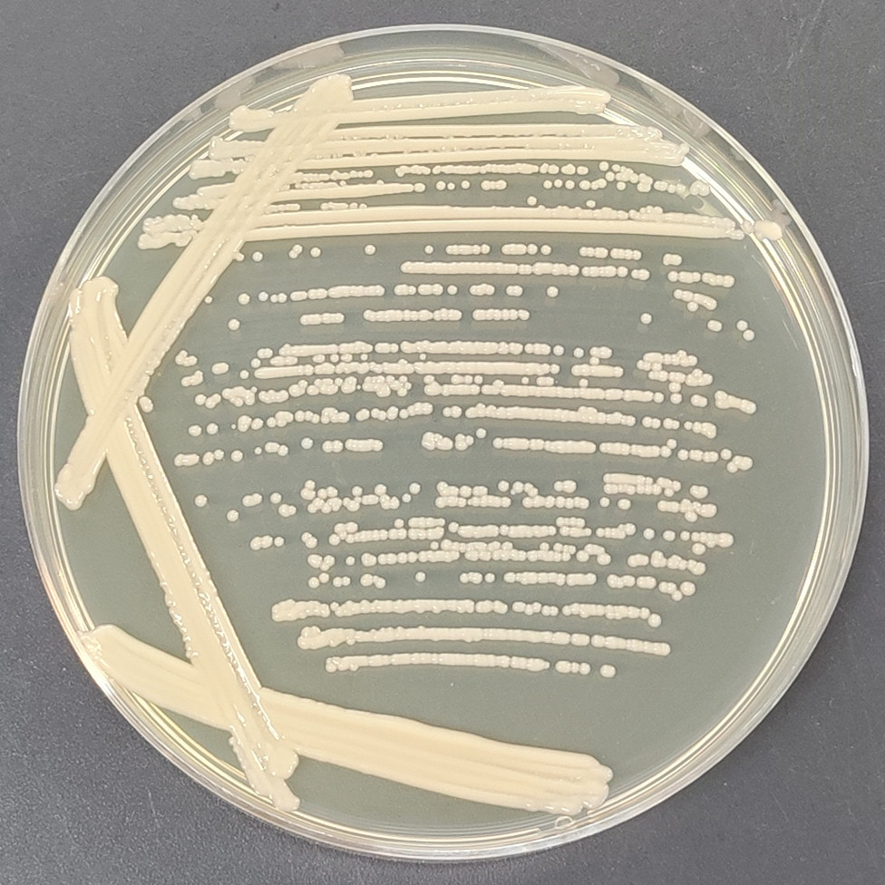 Cocoa Hanna yeast-BNCC