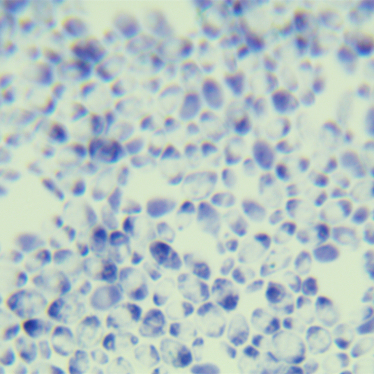 Cocoa Hanna yeast-BNCC