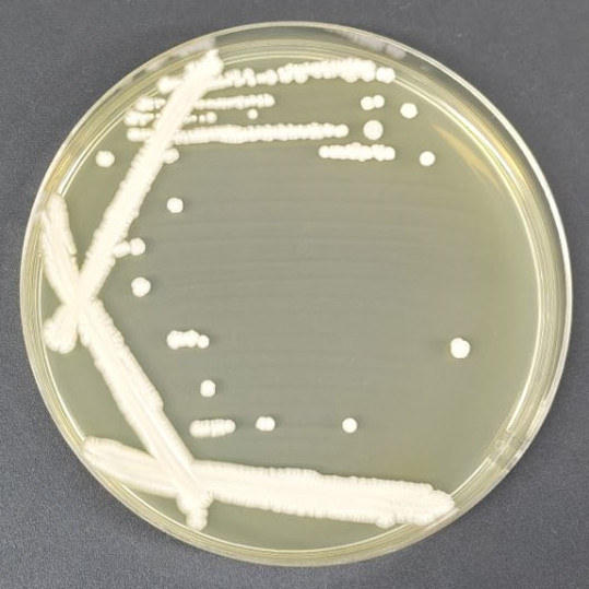 Spoon shaped yeast-BNCC