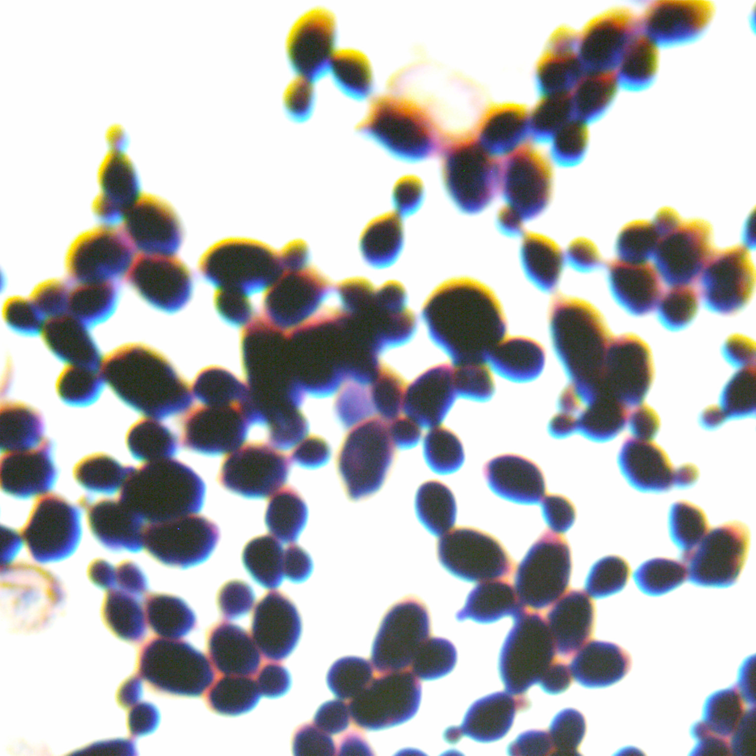 Spoon shaped yeast-BNCC