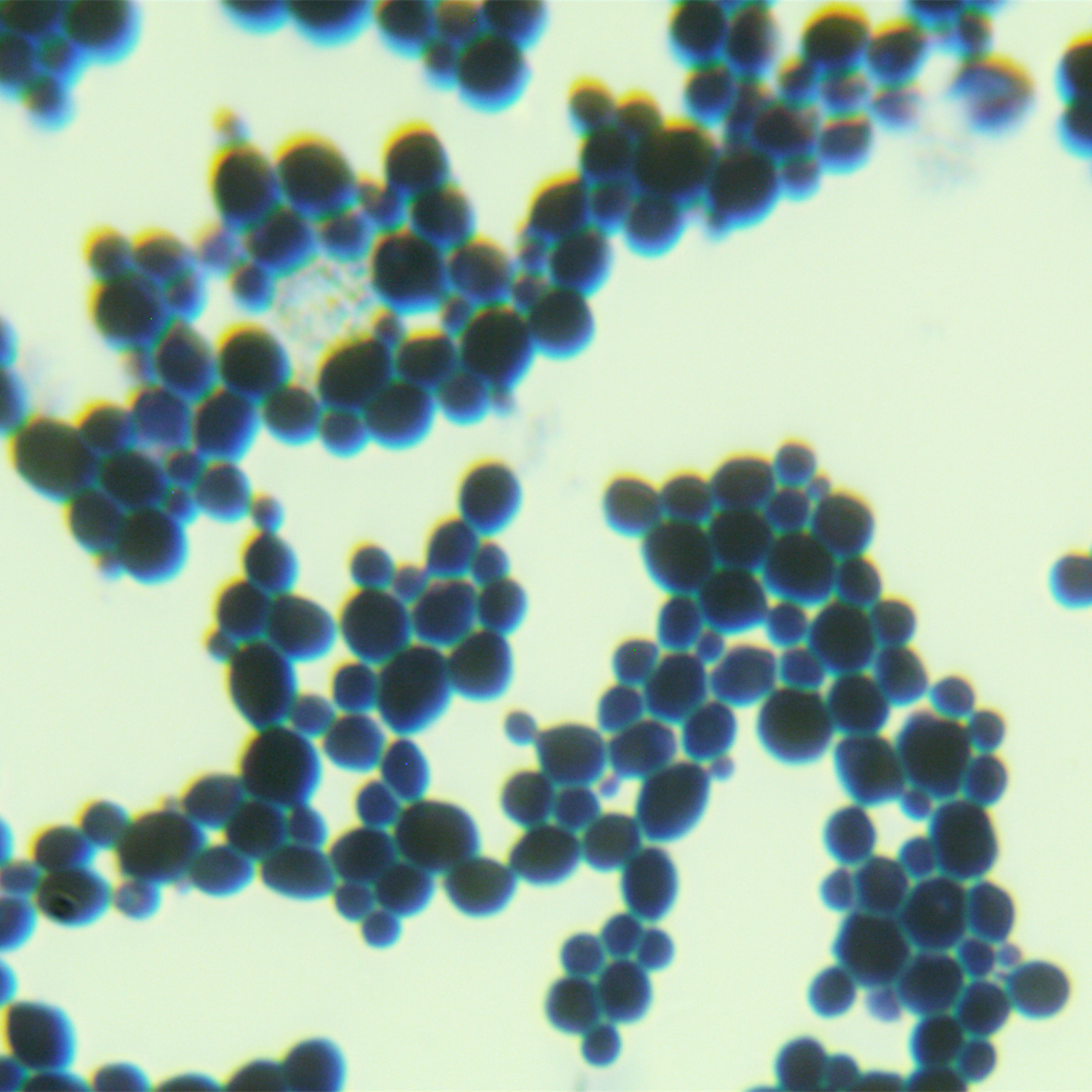 Depali yeast-BNCC