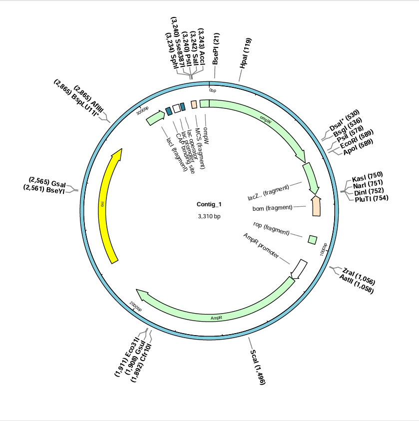 Vibrio cholerae ompW gene-BNCC