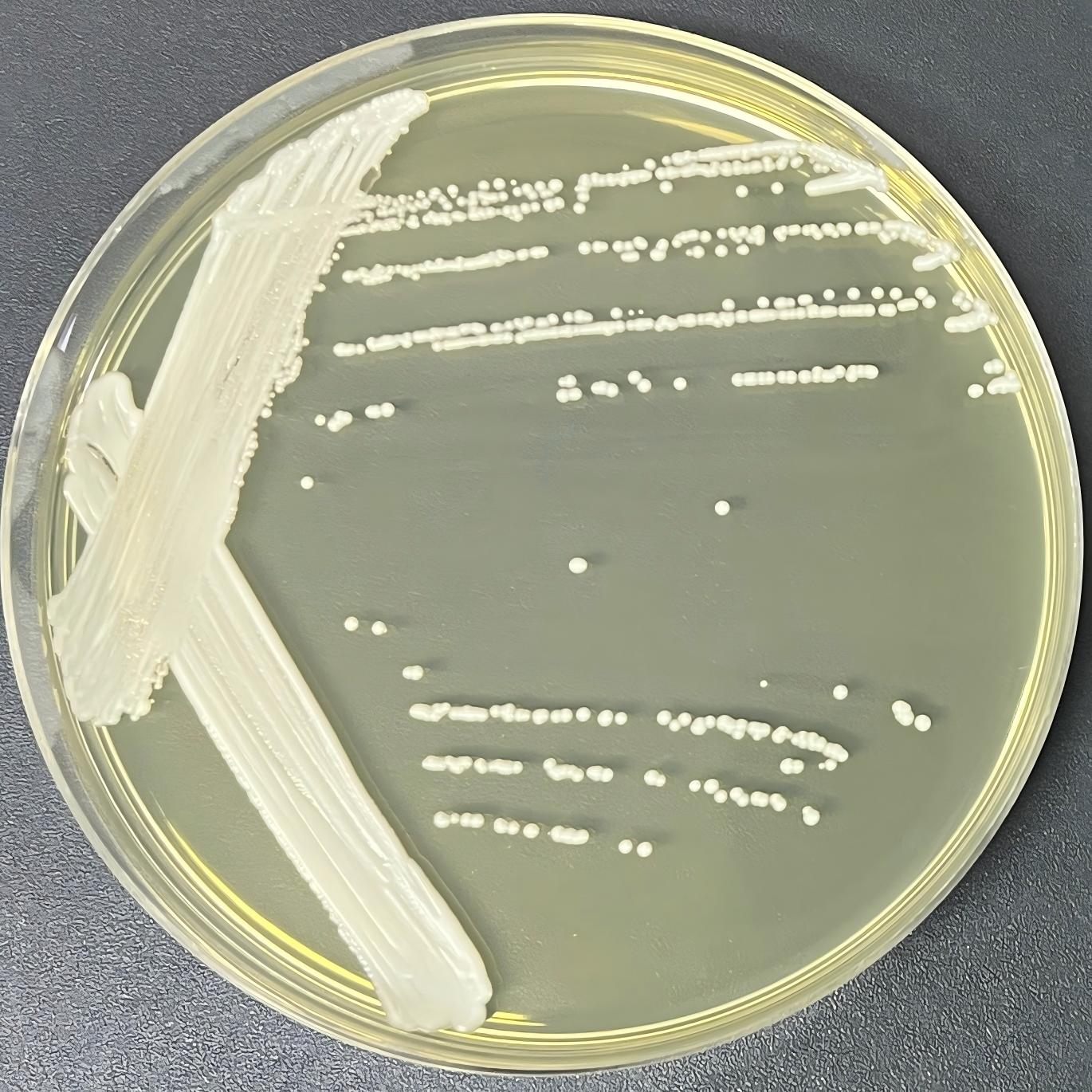 Lactic acid Kruve yeast-BNCC