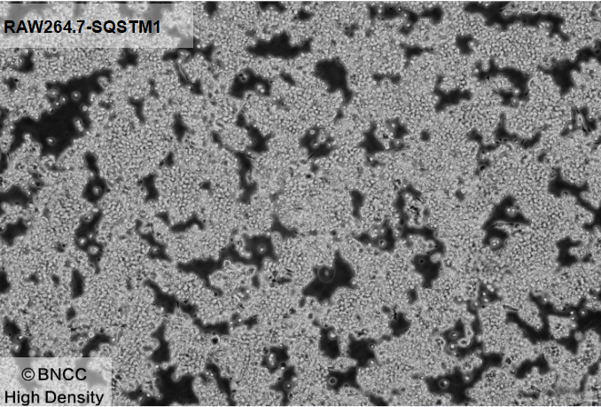 Mouse monocyte macrophage leukemia cells (SQSTM1 gene marker)-BNCC