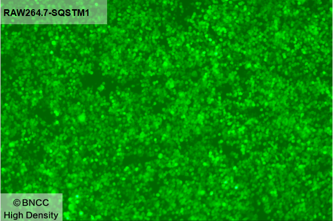 Mouse monocyte macrophage leukemia cells (SQSTM1 gene marker)-BNCC