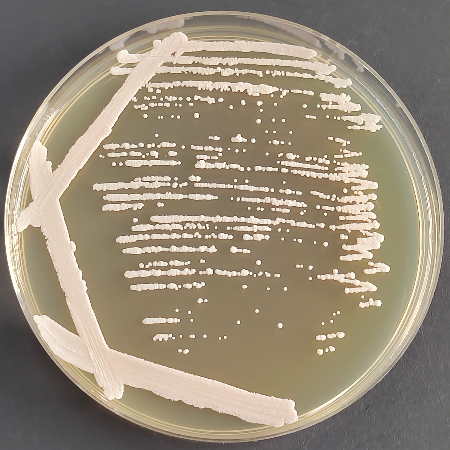 Thick and robust Candida-BNCC