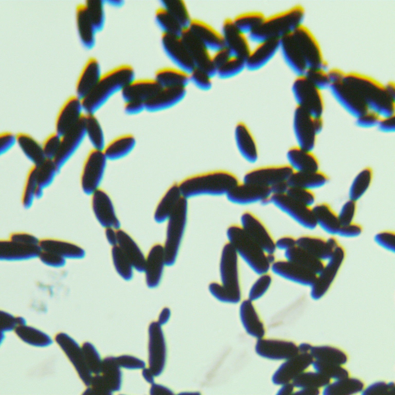 Thick and robust Candida-BNCC