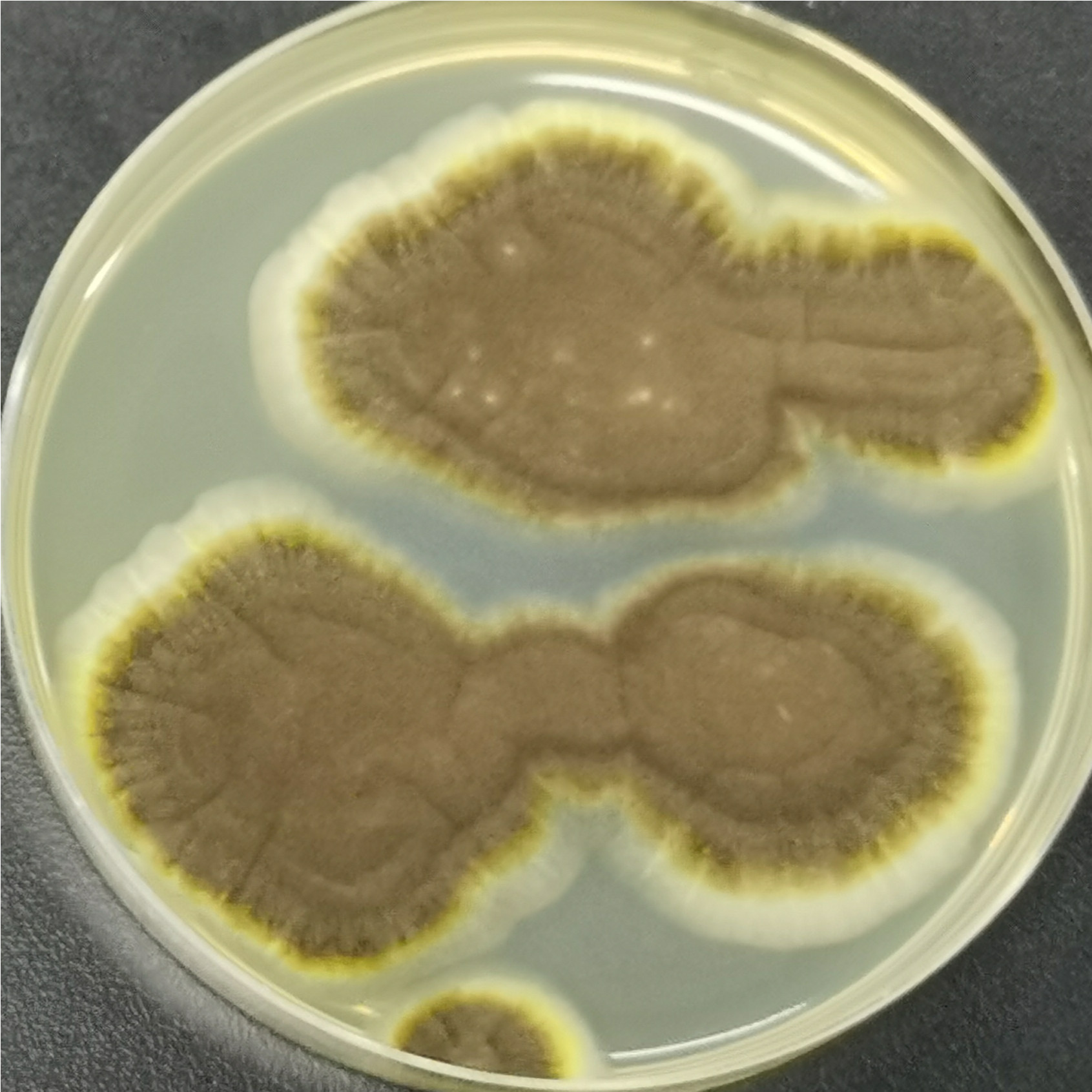 Aspergillus niger-BNCC