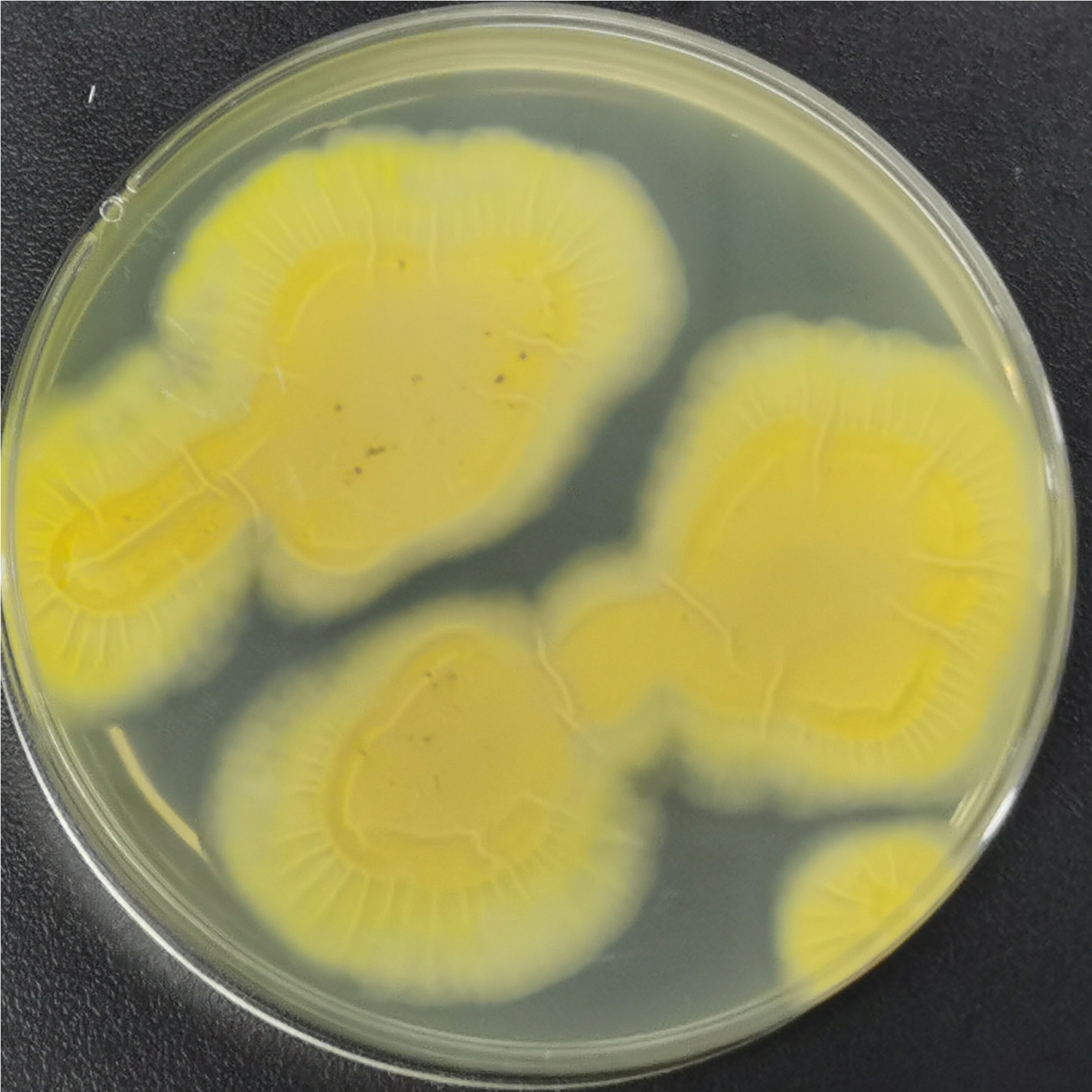 Aspergillus niger-BNCC