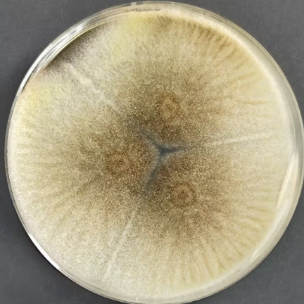 Aspergillus niger-BNCC