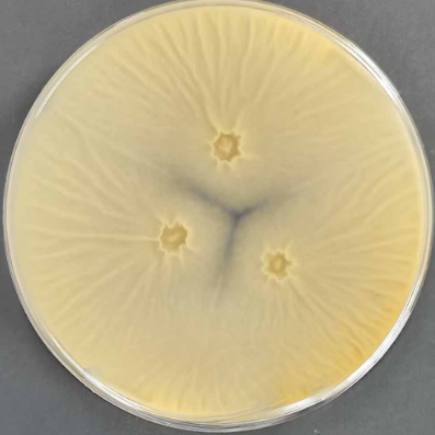 Aspergillus niger-BNCC