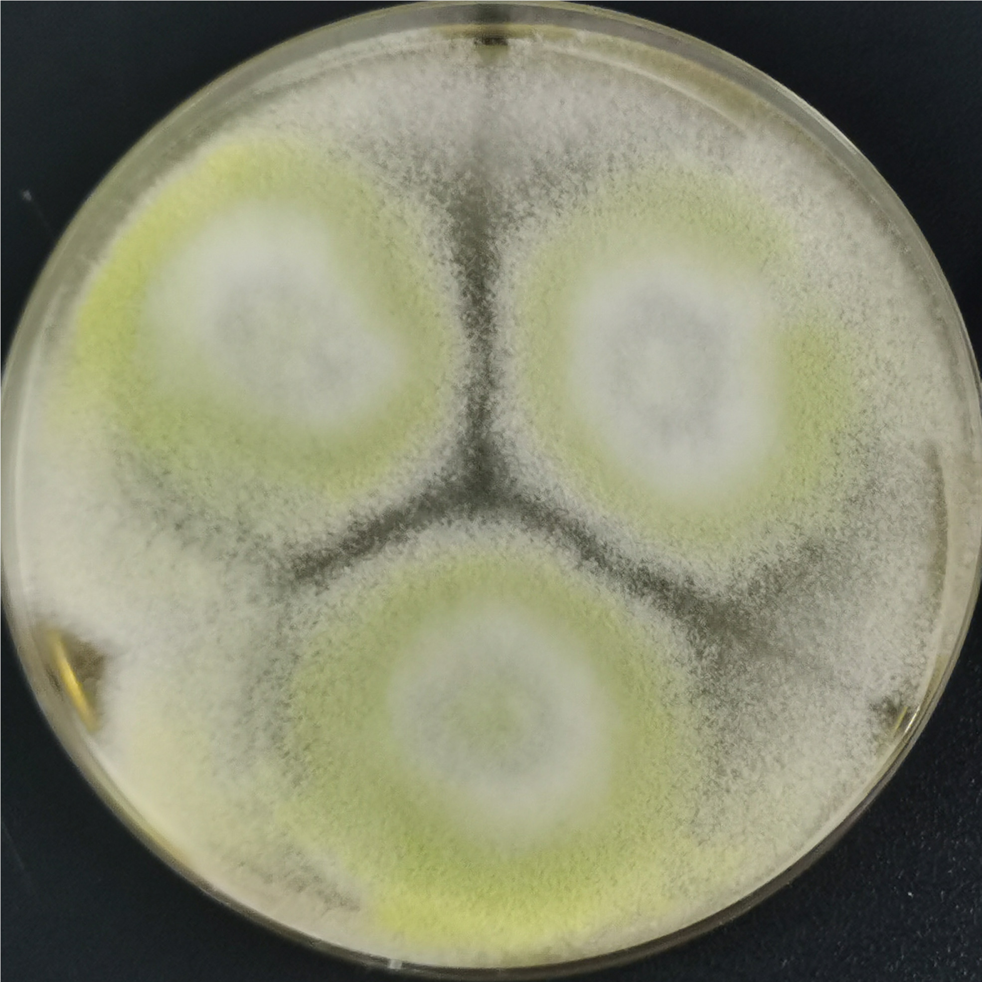 Green Trichoderma-BNCC