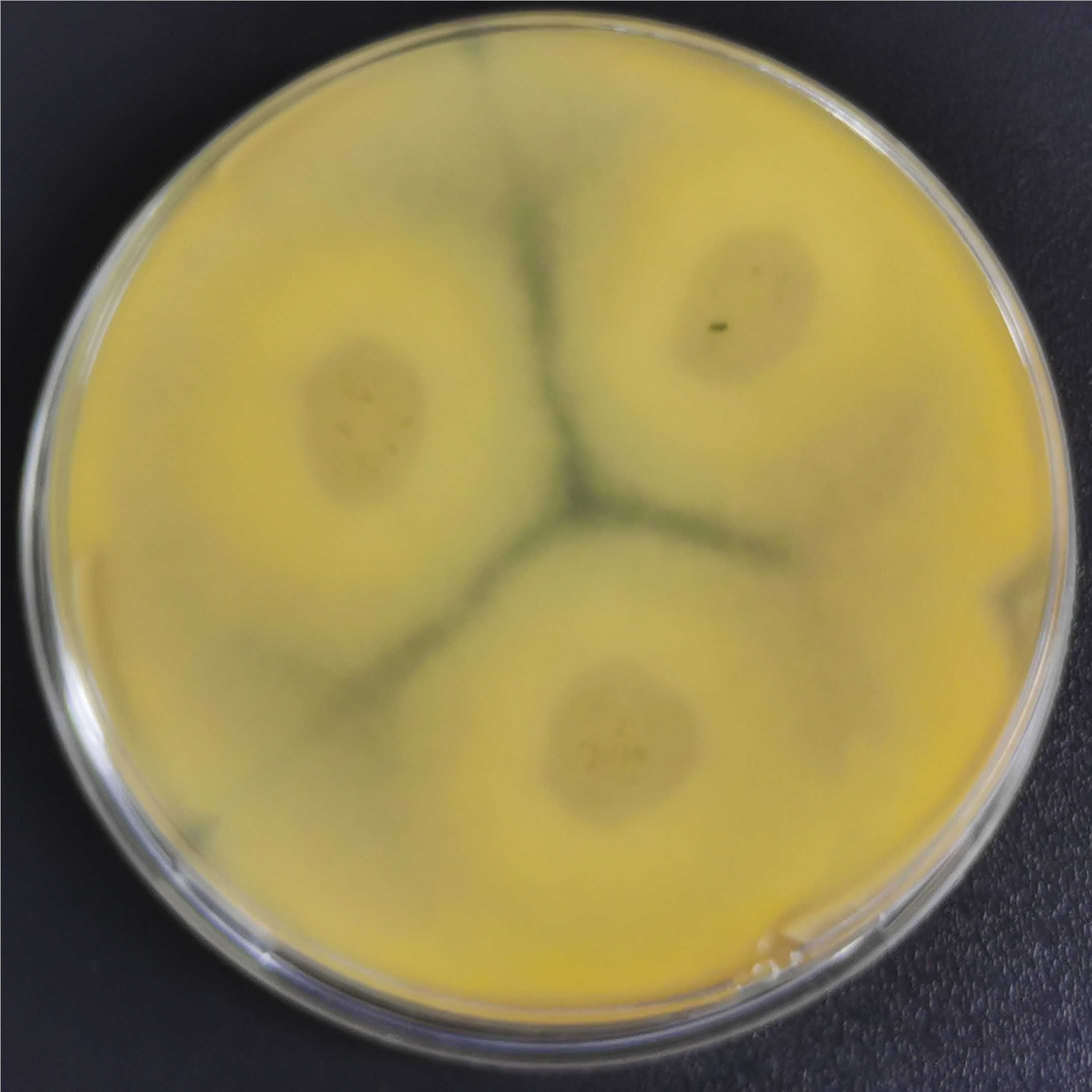 Green Trichoderma-BNCC
