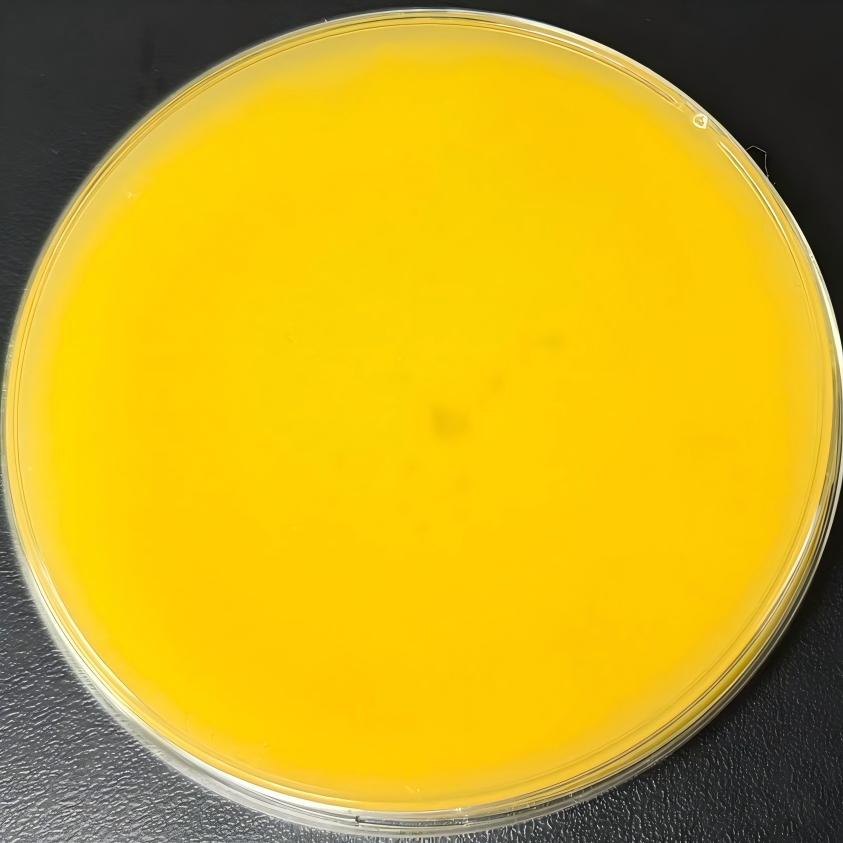 Rod shaped Mucor-BNCC