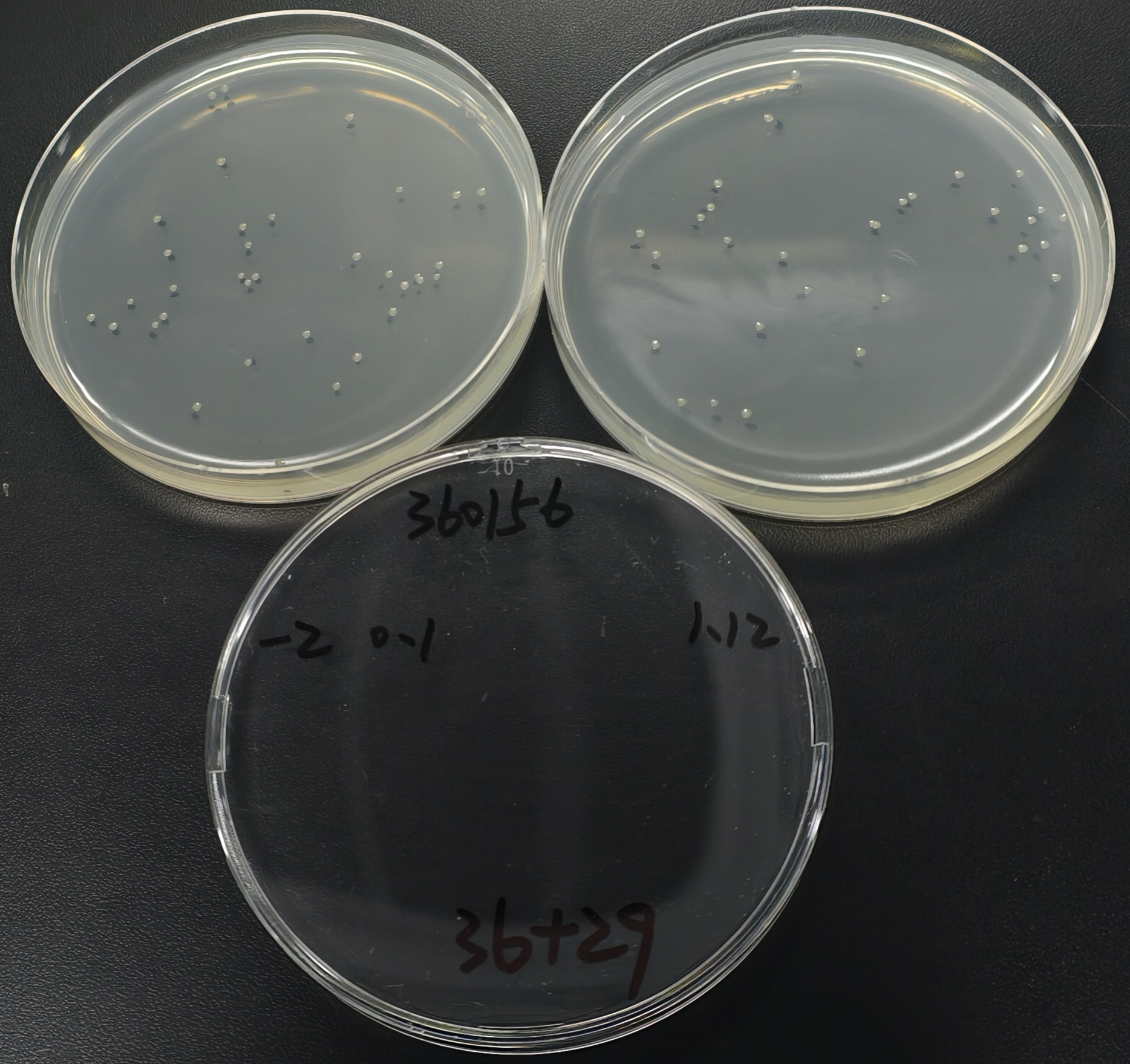 Quantitative strain of Vibrio Luminescens T3 strain-BNCC