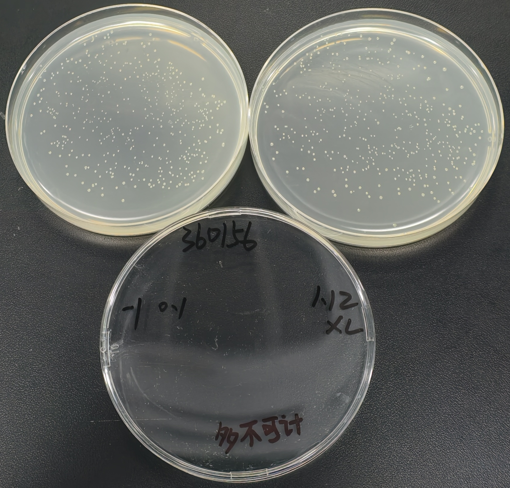 Quantitative strain of Vibrio Luminescens T3 strain-BNCC