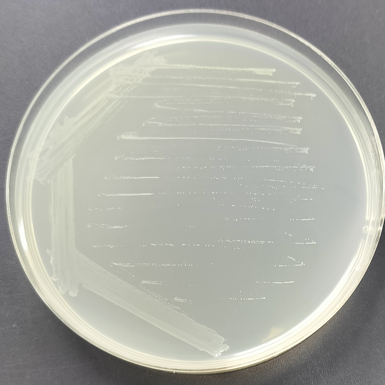 Halophilic Tetragonococcus-BNCC