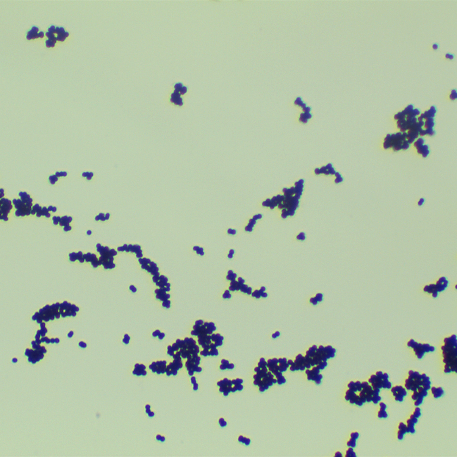 Halophilic Tetragonococcus-BNCC