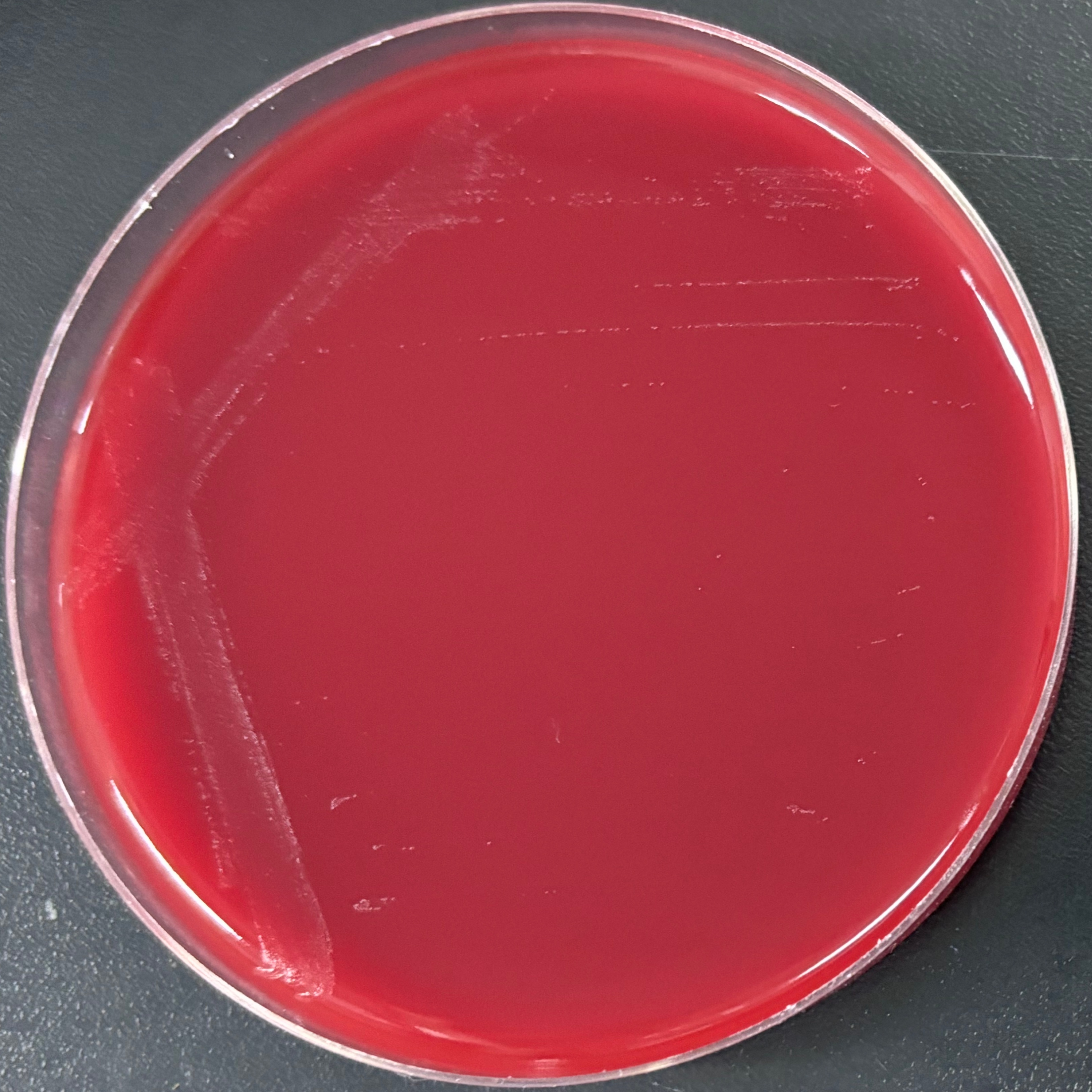 Porpoise Bifidobacterium-BNCC