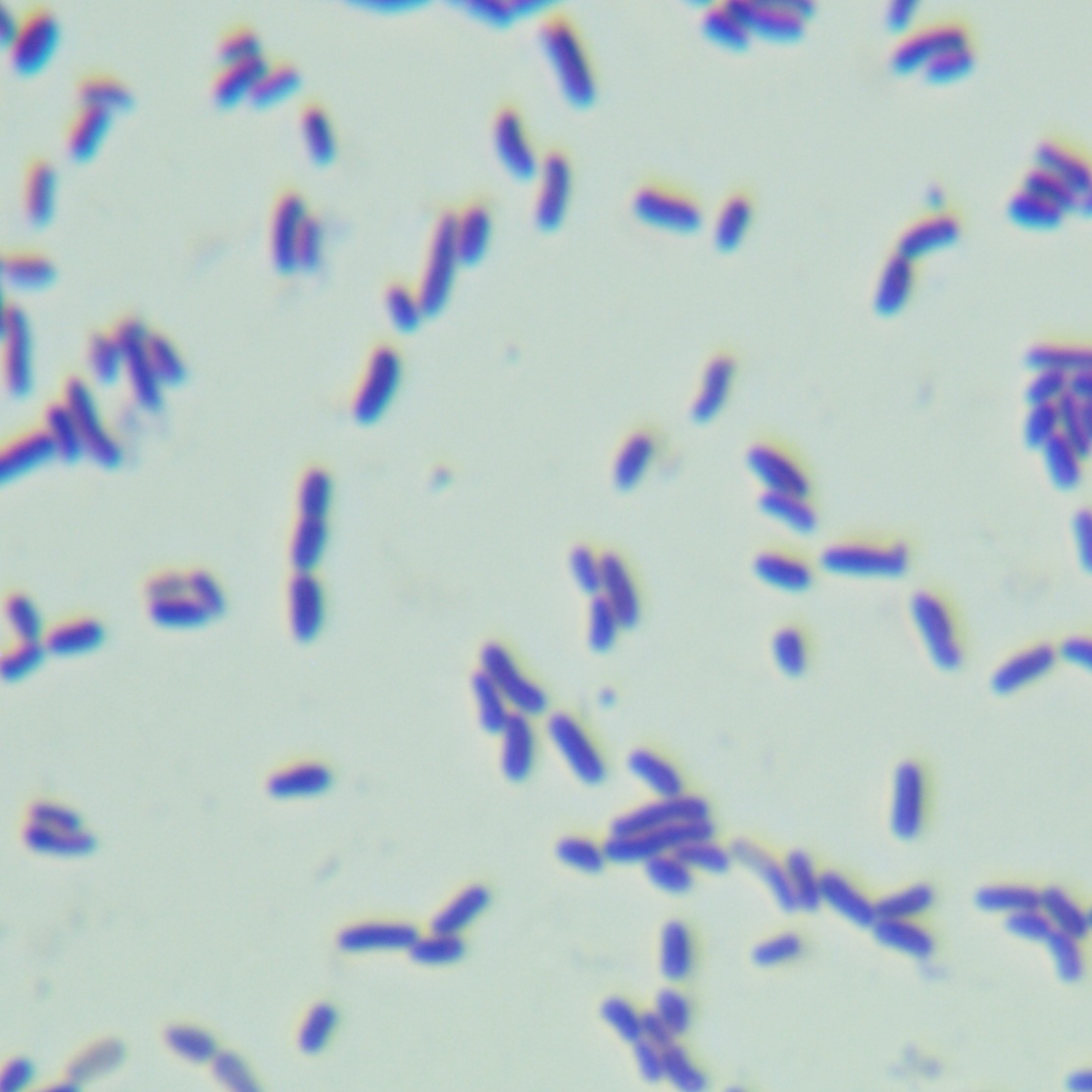 Porpoise Bifidobacterium-BNCC