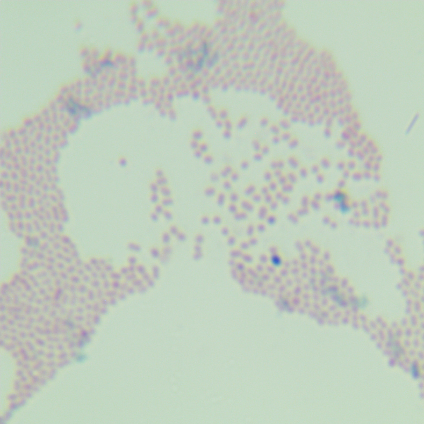 Radiation resistant Acinetobacter-BNCC