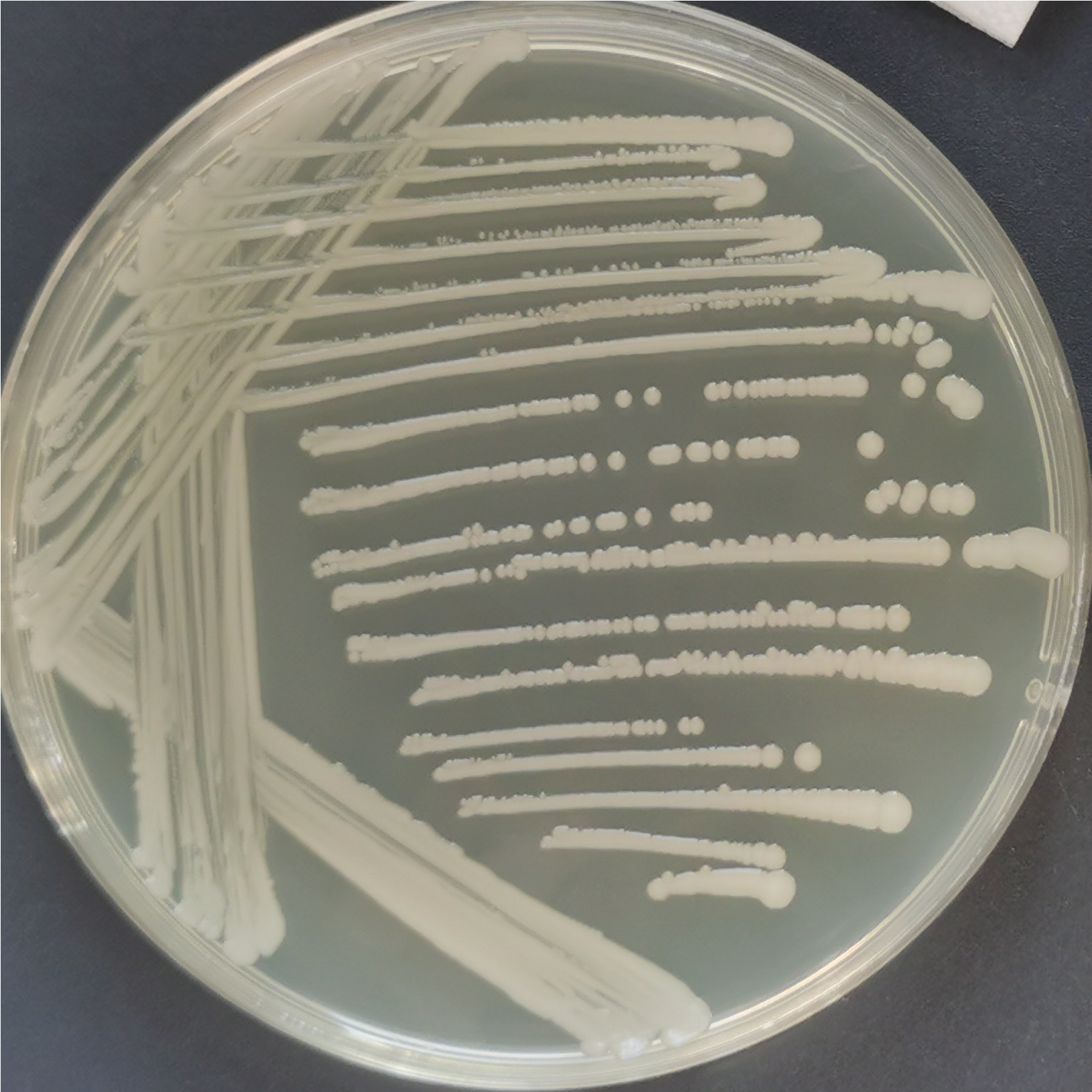Acinetobacter genus-BNCC
