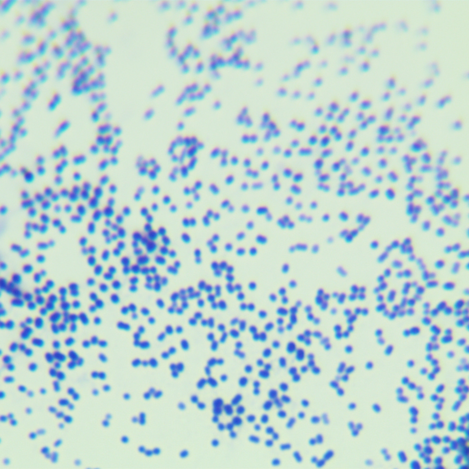 Acinetobacter genus-BNCC